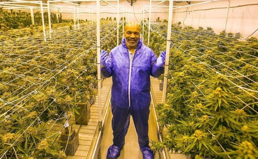 Como a indústria da Cannabis reergueu o patrimônio de Mike Tyson